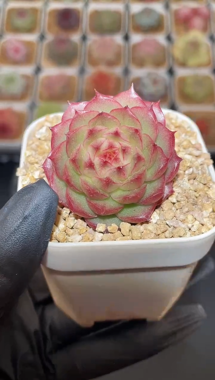 闪购2995 精灵糖果多肉一颗  