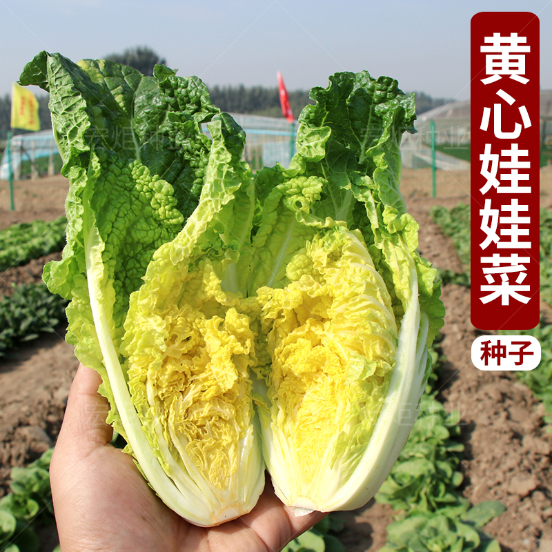 【全店满5包包邮】娃娃菜种子 白菜种子 阳台种菜 盆栽蔬菜 娃娃