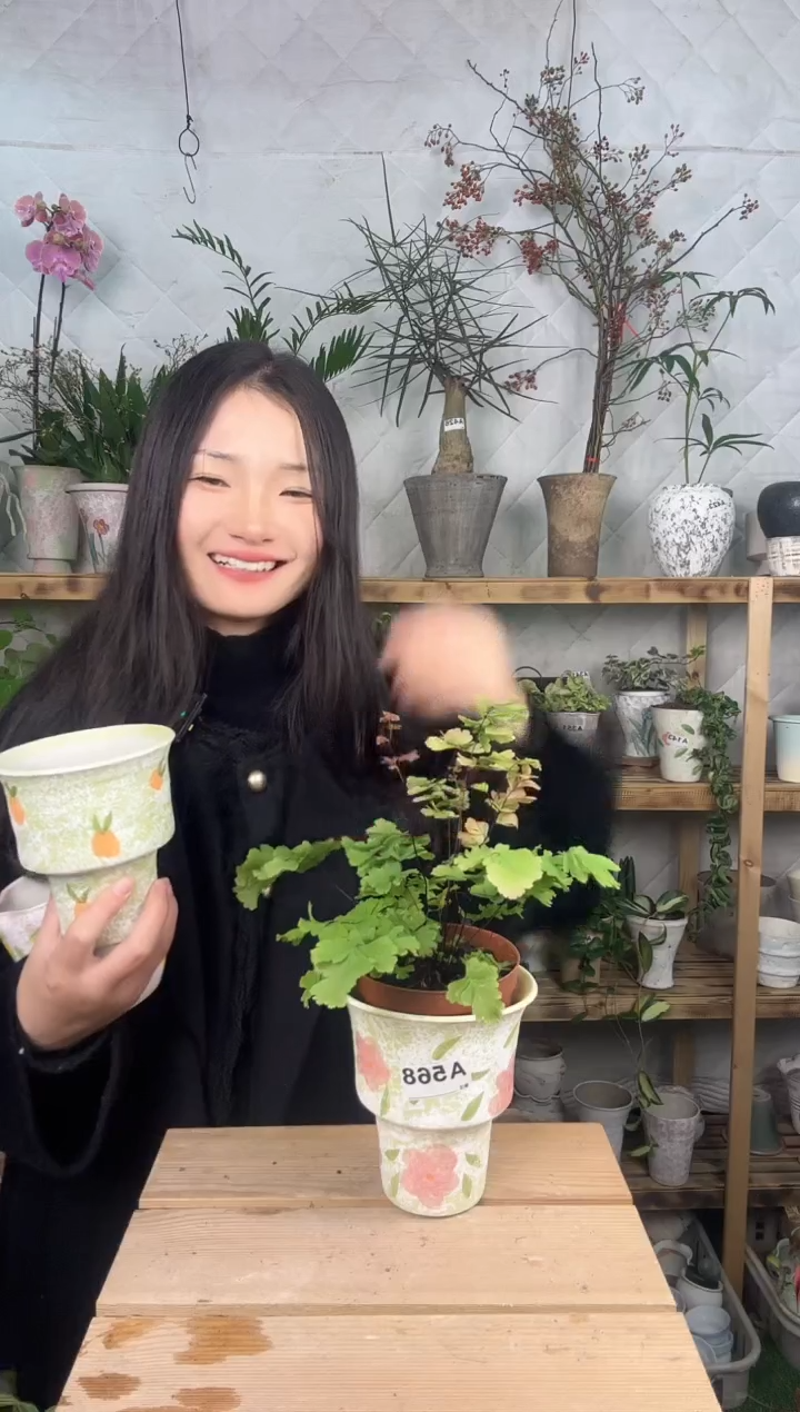 无花朵屿*568凤舞加盆一套