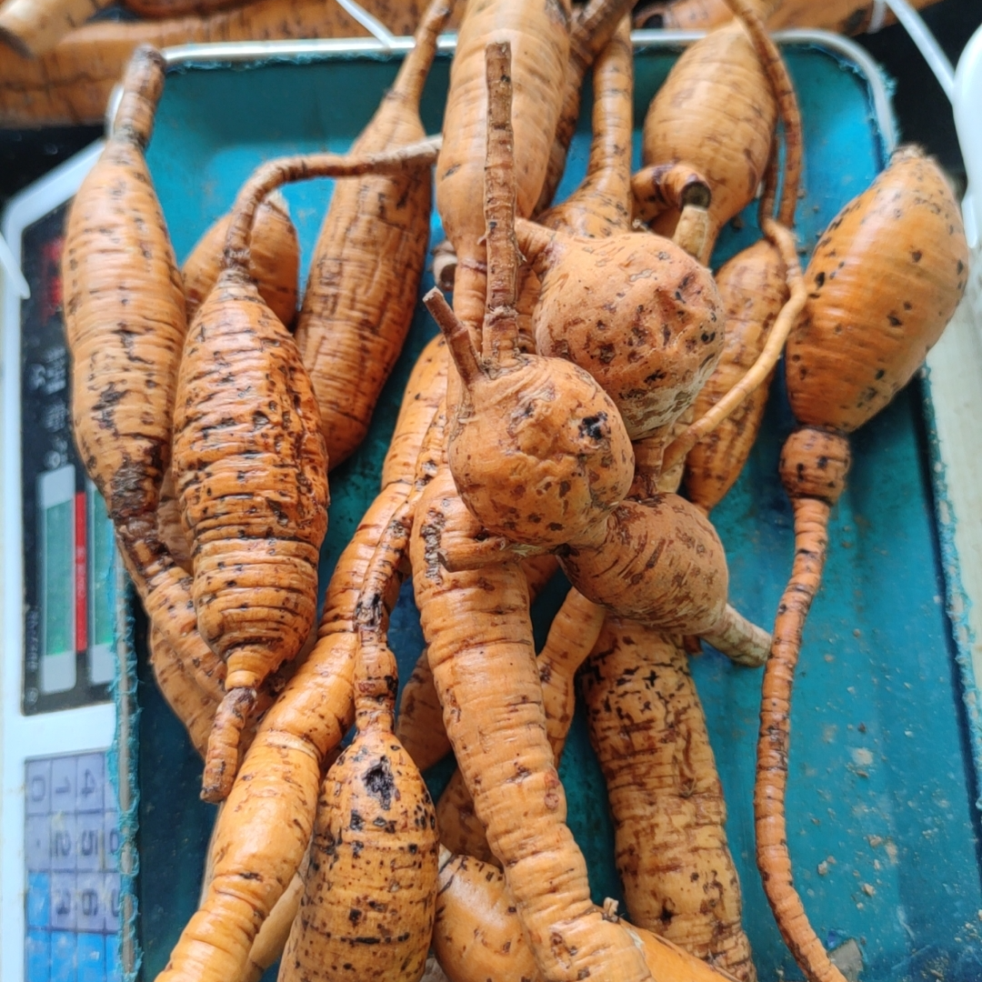 现称现拍【野外牛大力薯/山莲藕薯/金钟根】 初级农产品山货