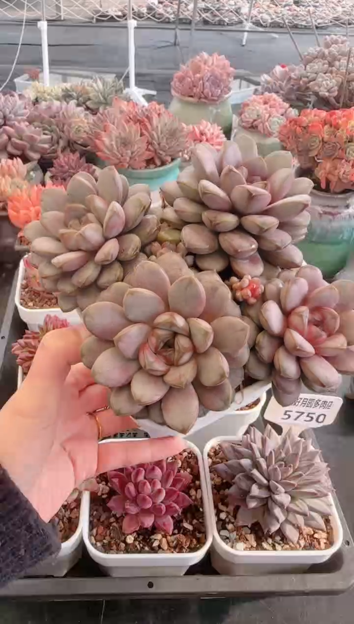 【闪购商品】5754葡萄