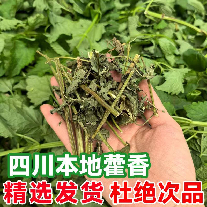 四川新鲜晒干藿香叶川藿香叶自然晾晒带杆发货做鱼做菜去腥提香