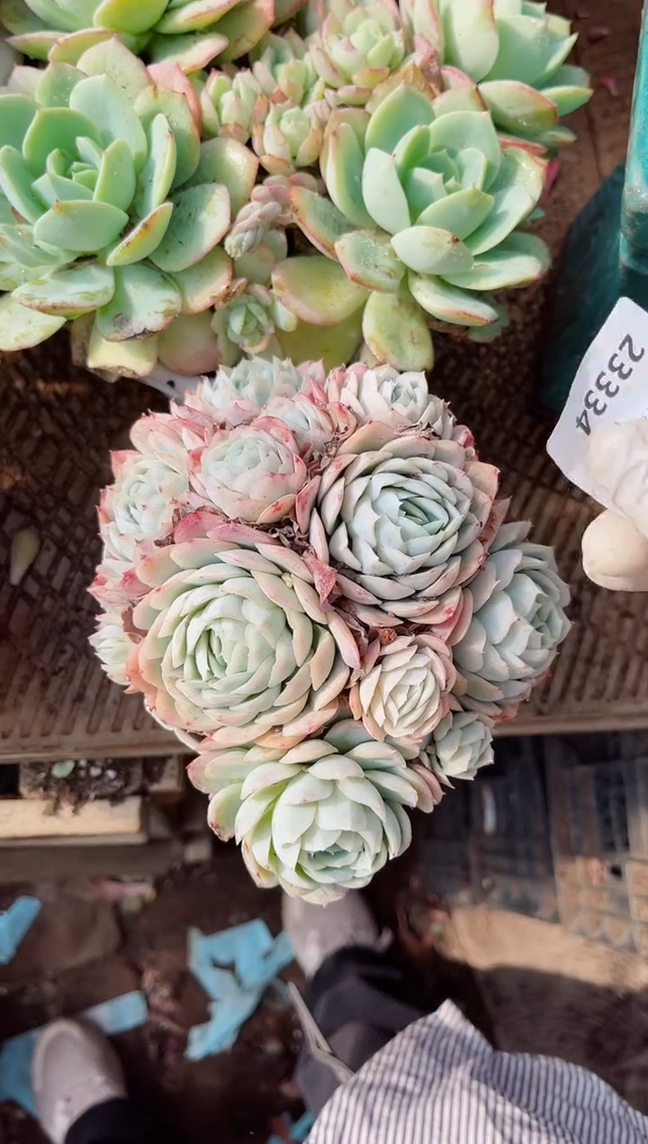 【闪购商品】23334