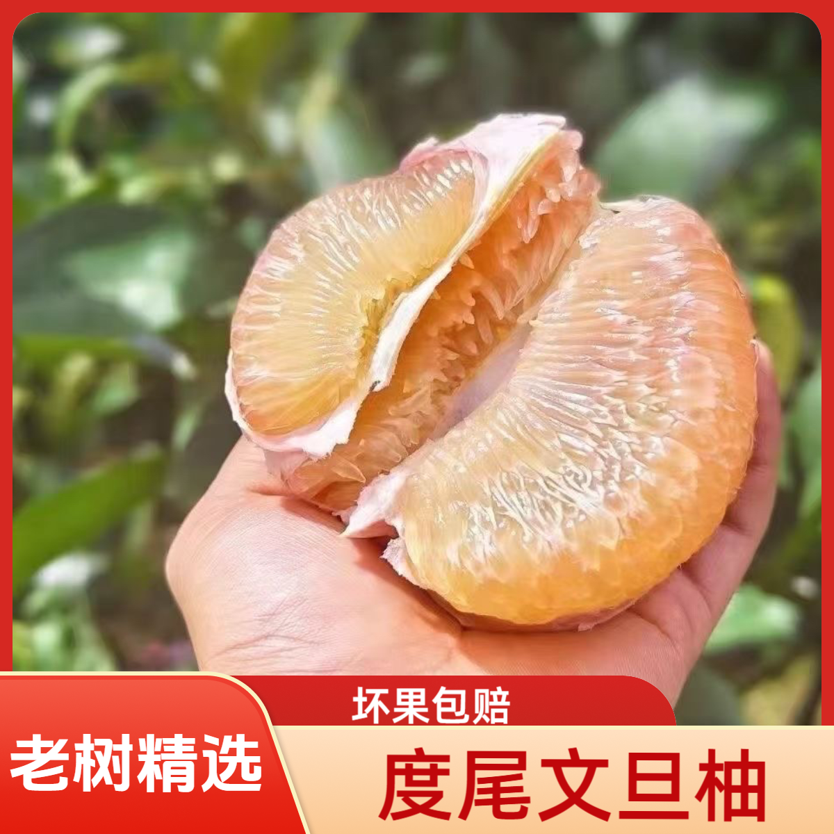 【50斤装】正宗度尾文旦柚子福建仙游老树红心文旦柚孕妇新鲜水果