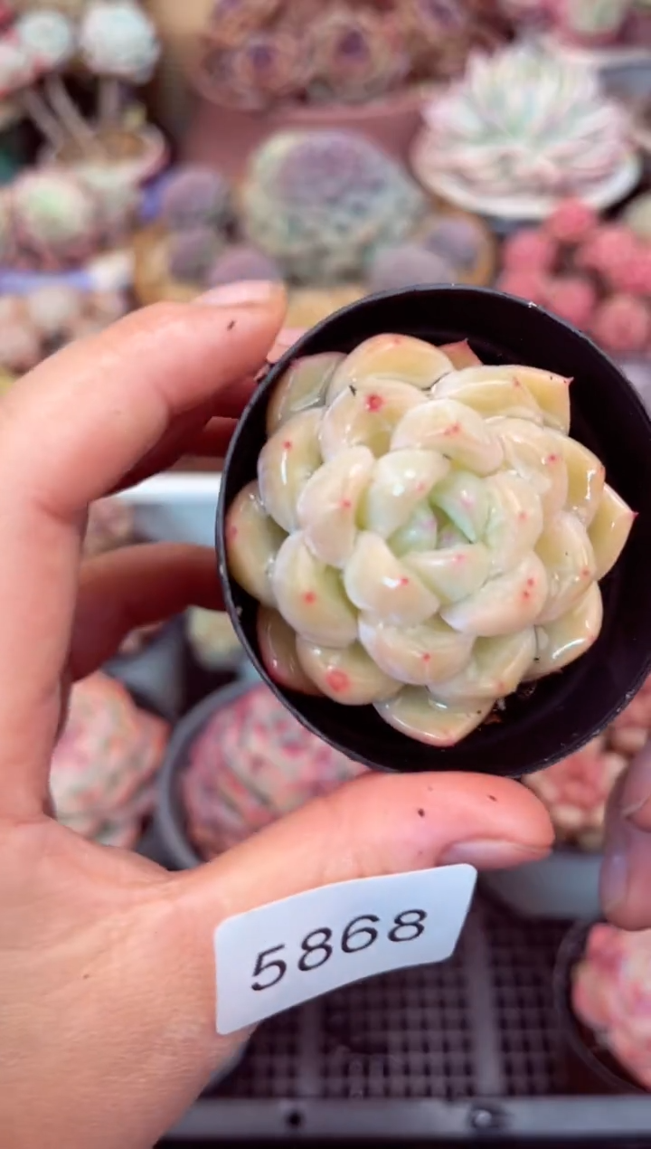 【闪购商品】5868单头多肉