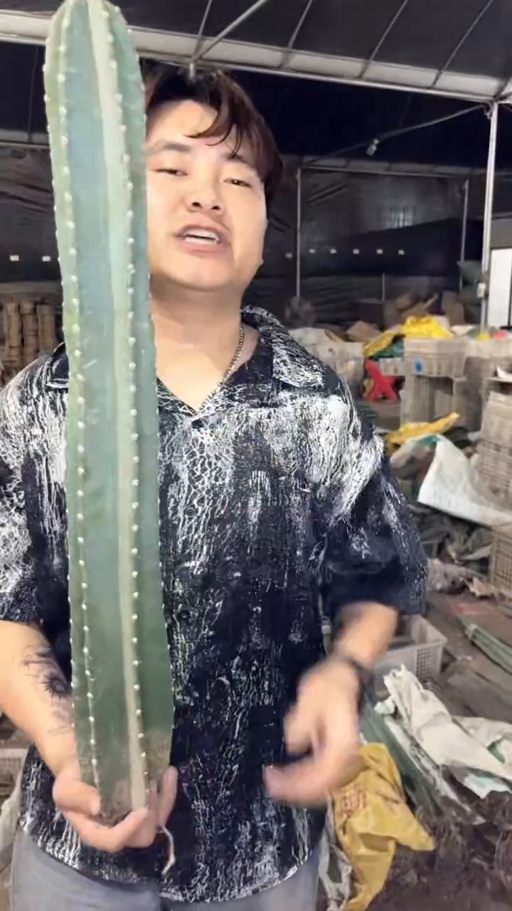 【带根】50cm 量天尺