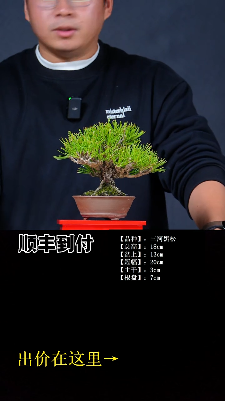 无花朵三河黑松bubayo