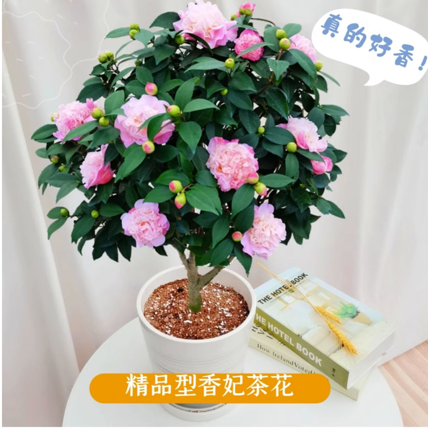 香妃山茶花盆栽树苗浓香型植物带花苞庭院室内开花带香味好养易活