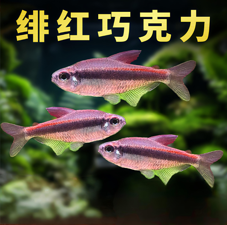 【老吴精选好物】绯红巧克力灯（三单发货）