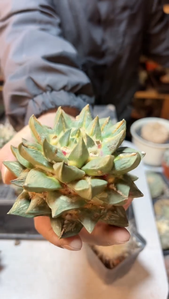 【闪购商品】13号苗接中筋龙牙牡丹无根11公分