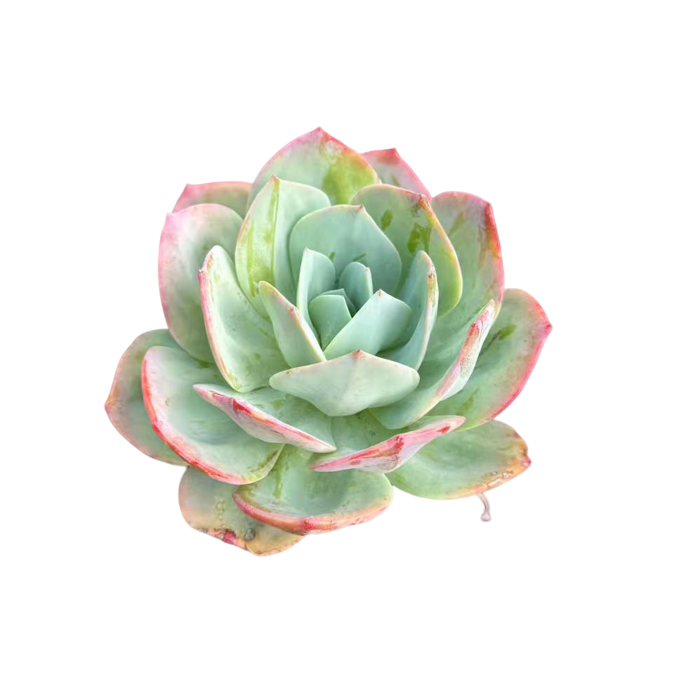 精品多肉植物   血凤
