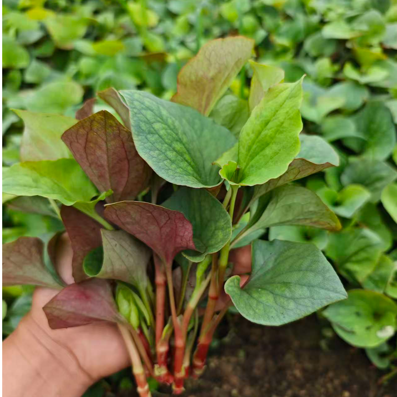 (京东送货上门）四川农家新鲜折耳根鱼腥草嫩叶可凉拌食用