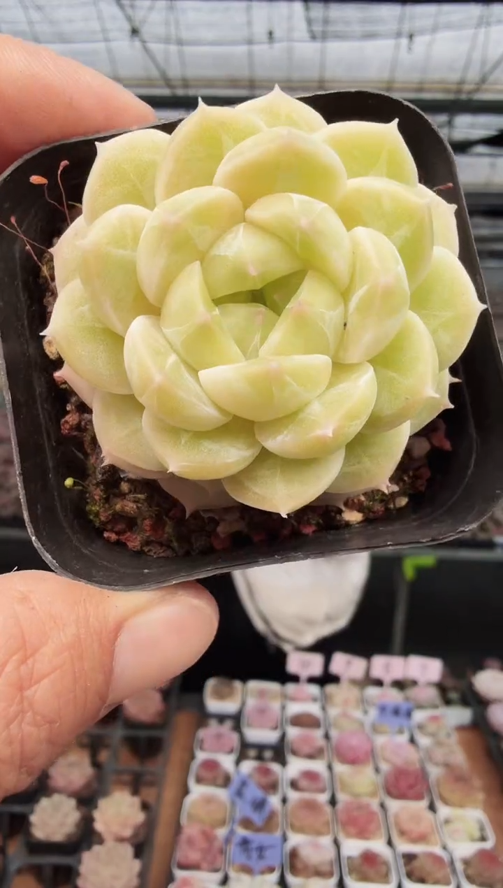 东云多肉园新款-27