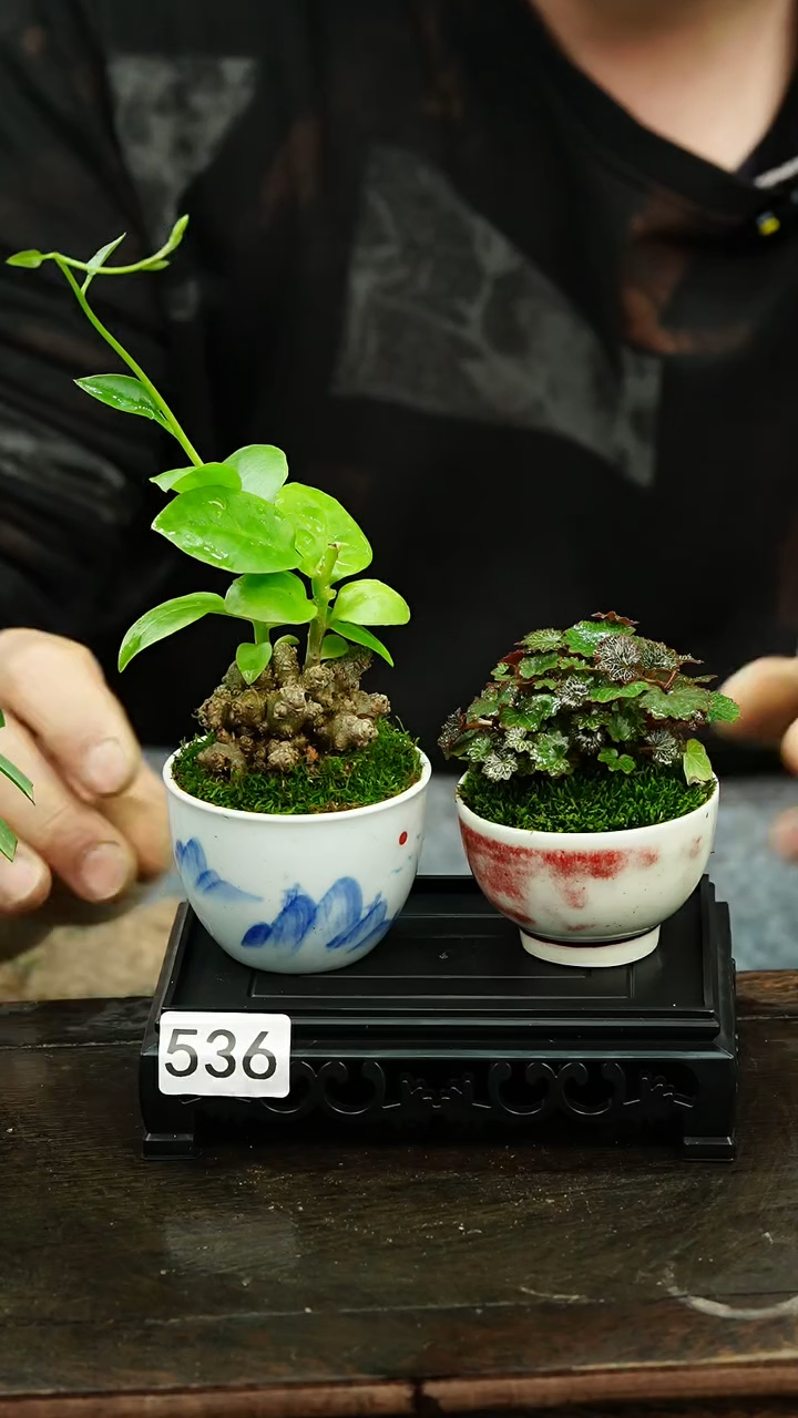 【闪购商品】苔藓微景观536号