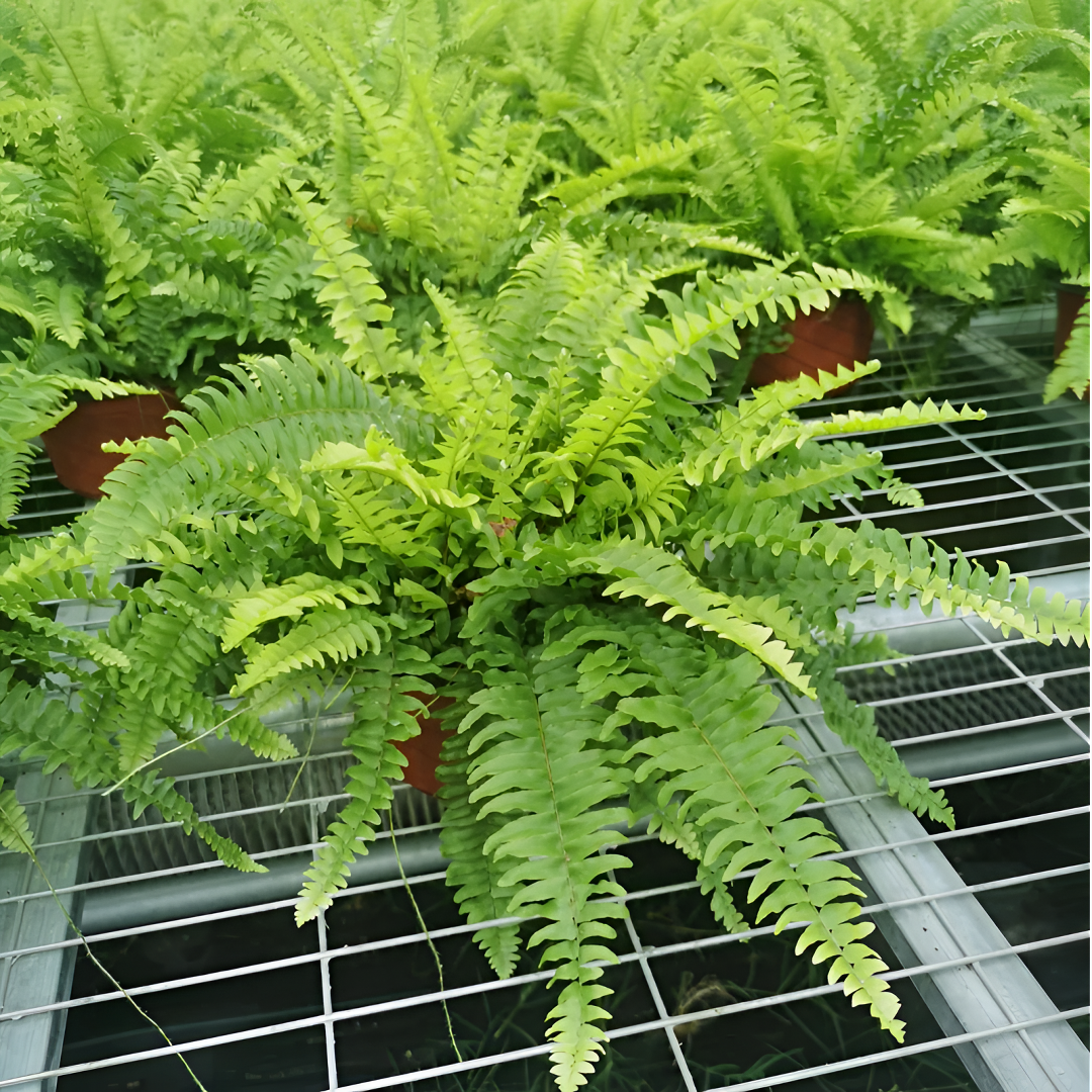 柠檬黄金波士顿蕨盆栽室内波斯顿植物吸甲醛净化空气蕨类植物吊兰