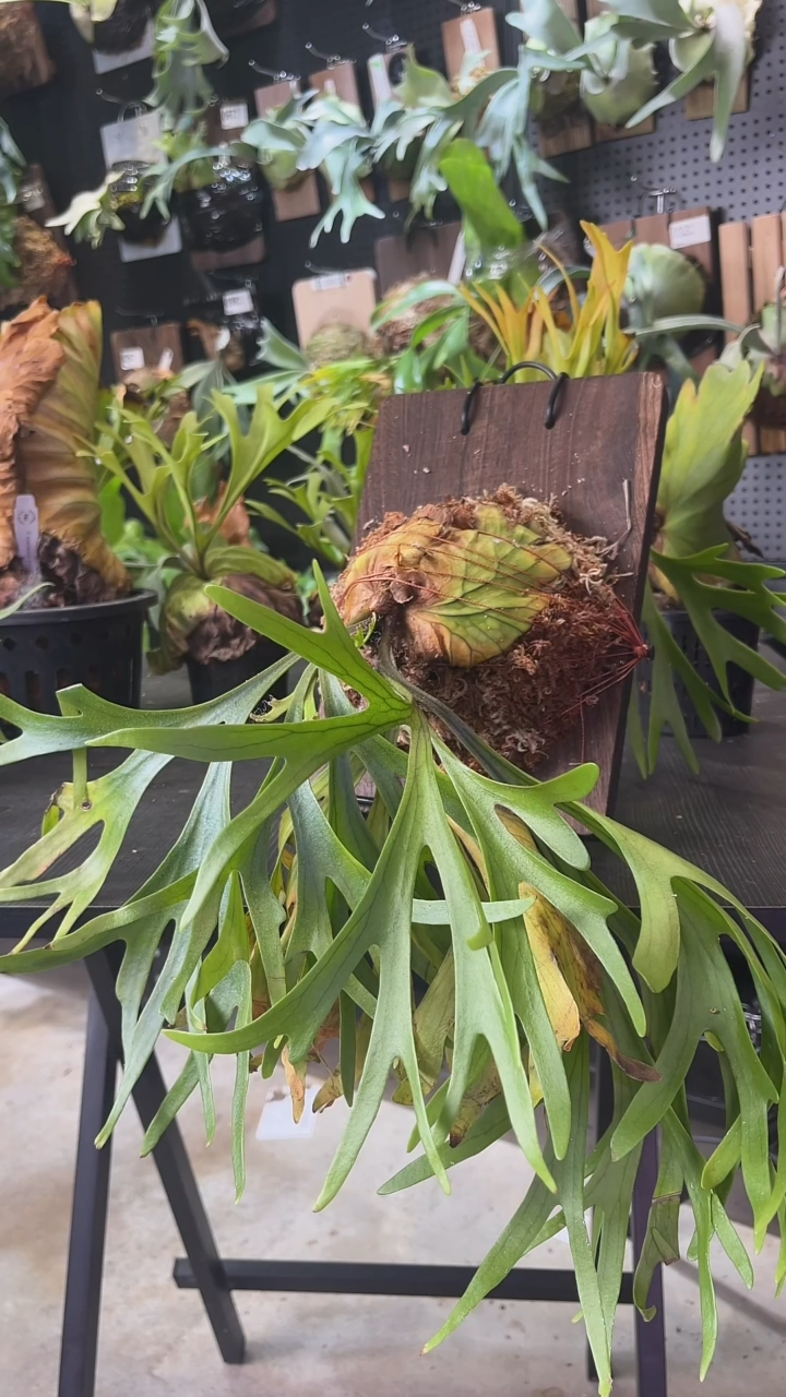 完全开放细叶亚皇