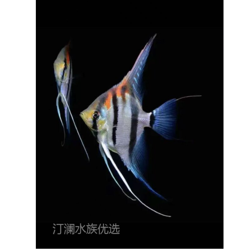 红背埃及神仙鱼马那卡普鲁观赏鱼好养活耐活适合群游