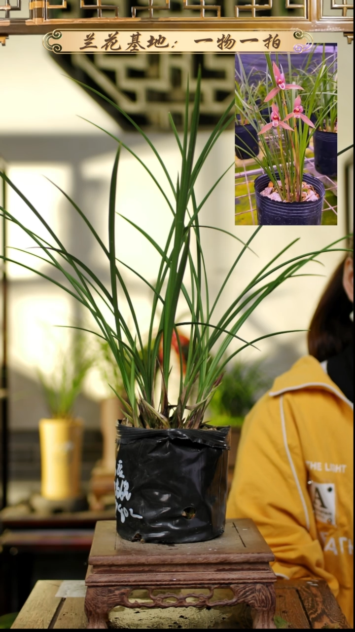 完全开放春兰红豆