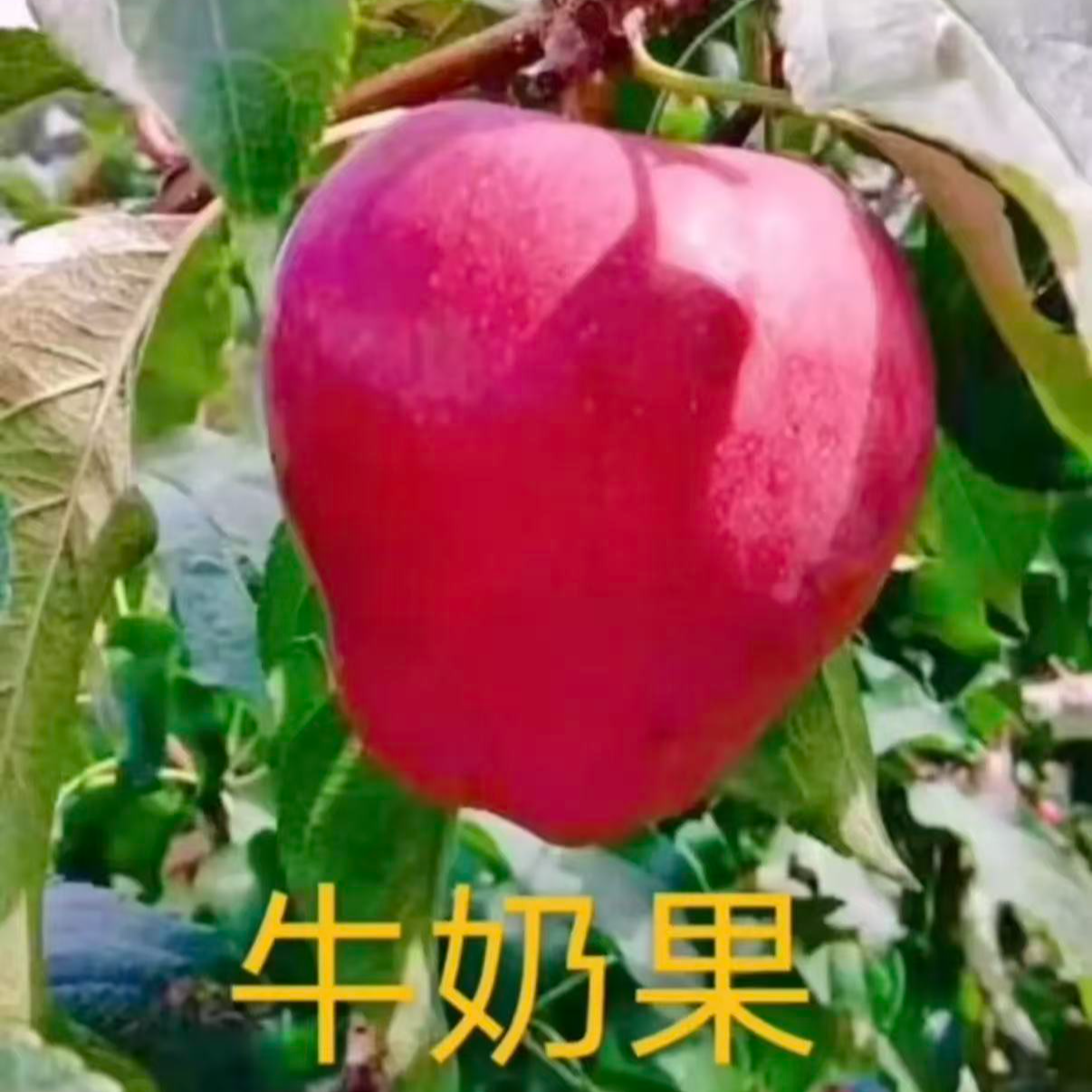 东北特产牛奶果鸡心果冰糖心小苹果脆甜多汁新鲜采摘包邮