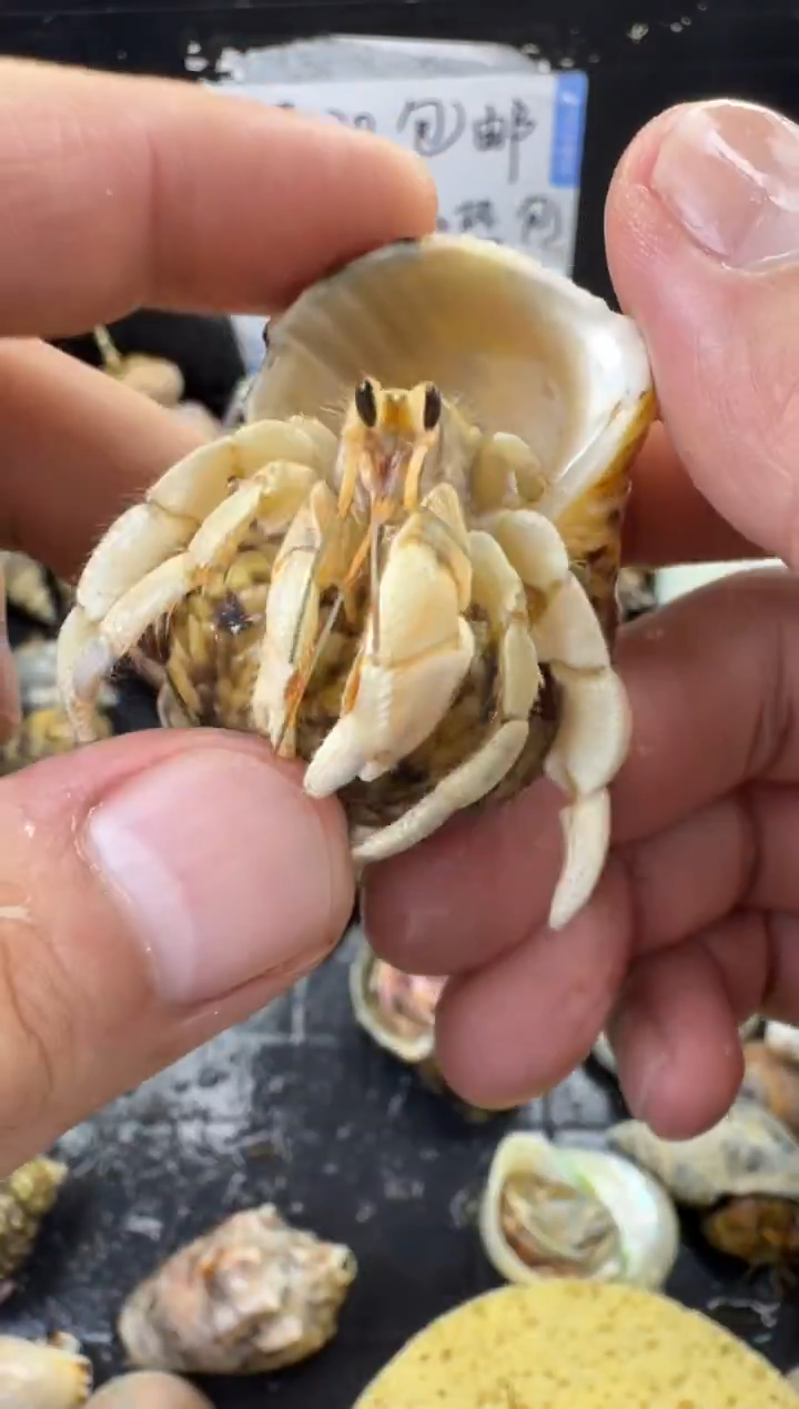 白灰白一只，不包全品