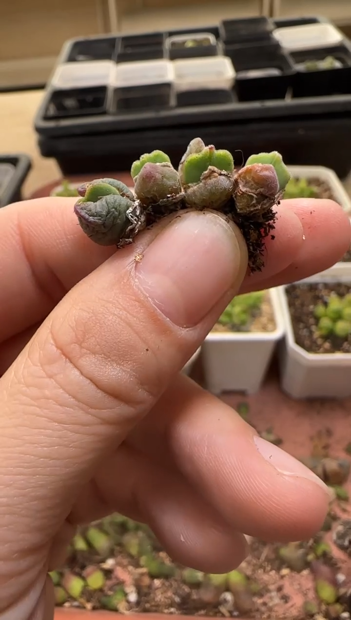 【闪购商品】13-254