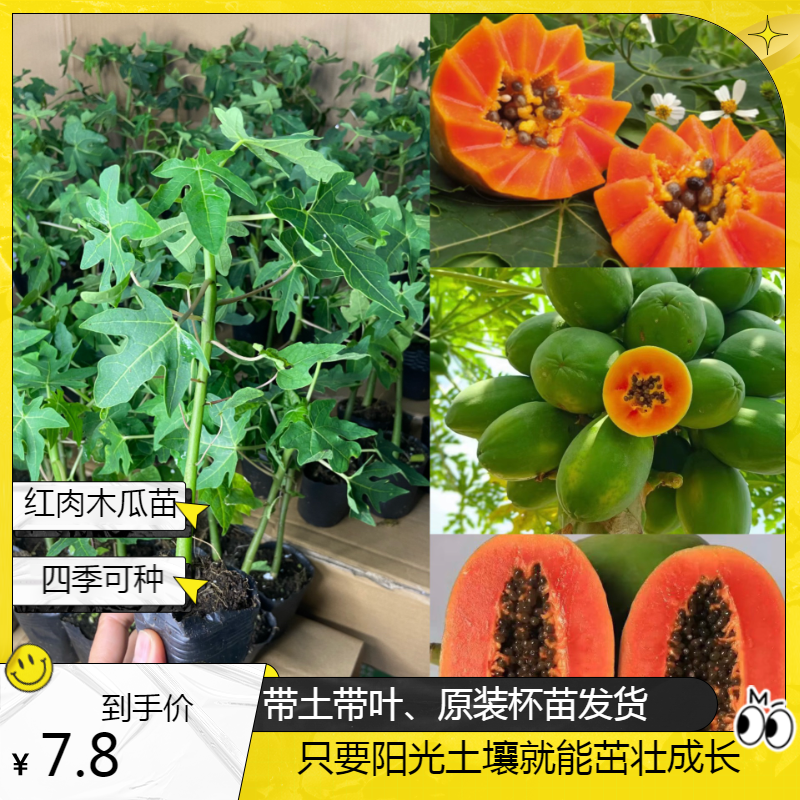 矮化大青木瓜庭院阳台种植红心木瓜四季适宜南方木瓜