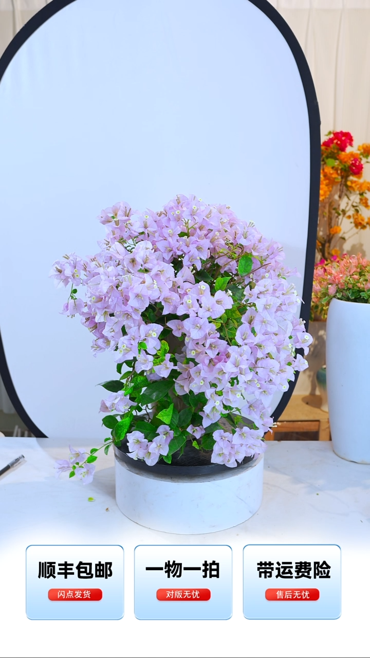 大部分开放少量花苞苹果花