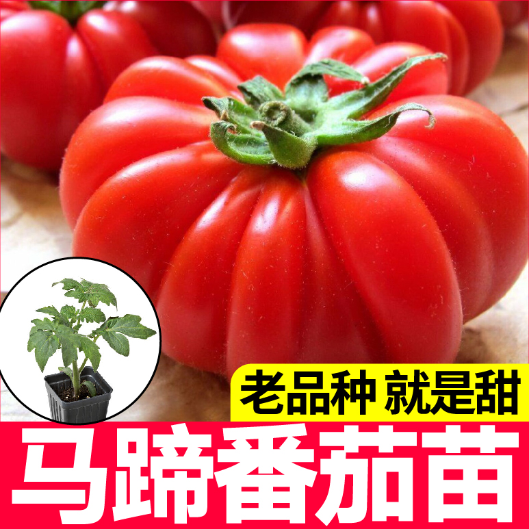寿光老品种马蹄番茄秧苗高产抗病庭院阳台种植