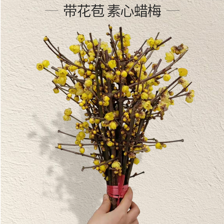 （顺丰）迷你素心蜡梅素心腊梅切花/零度以下未拍保温不予售后