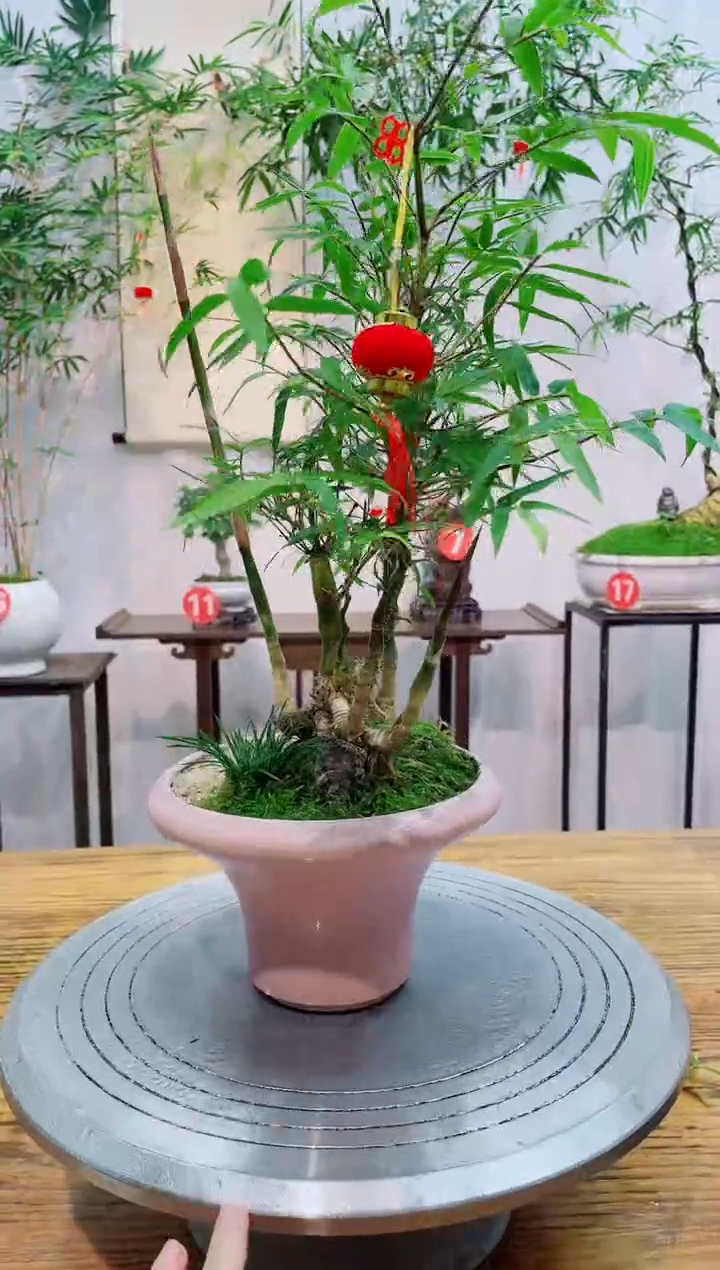 【闪购商品】竹子盆景竹子盆景