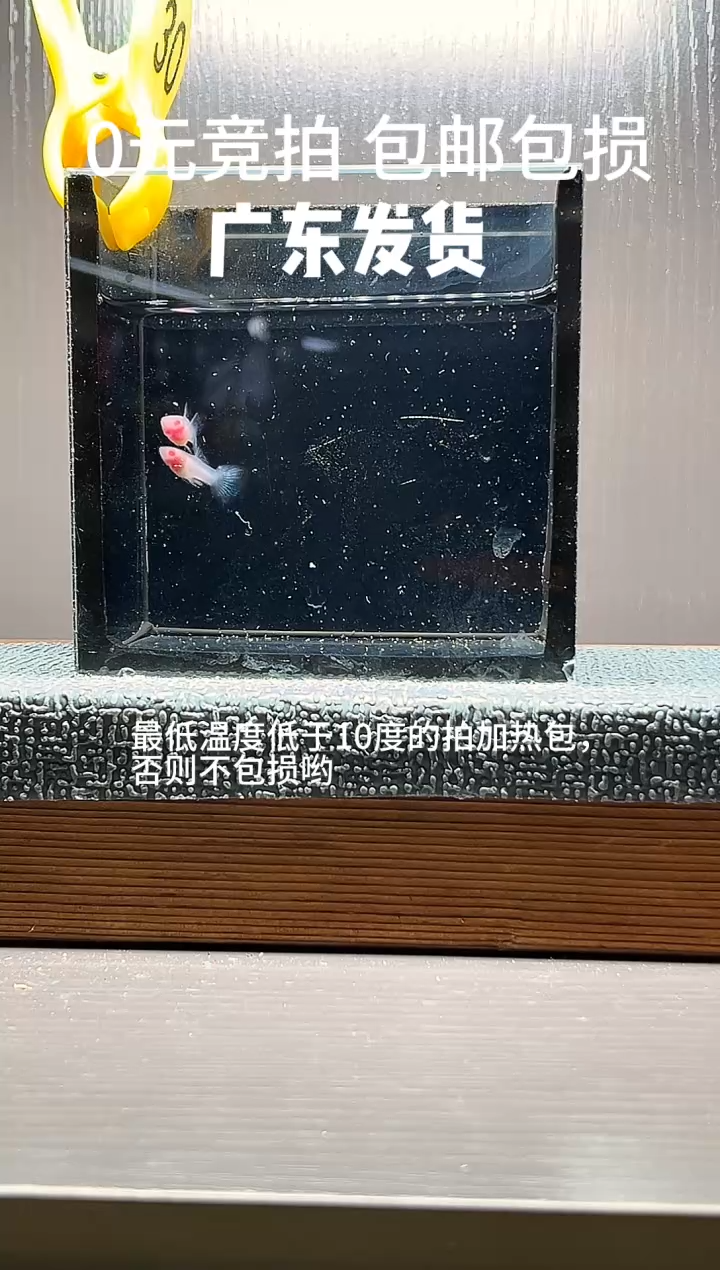 孔雀鱼超透白子一对编号30