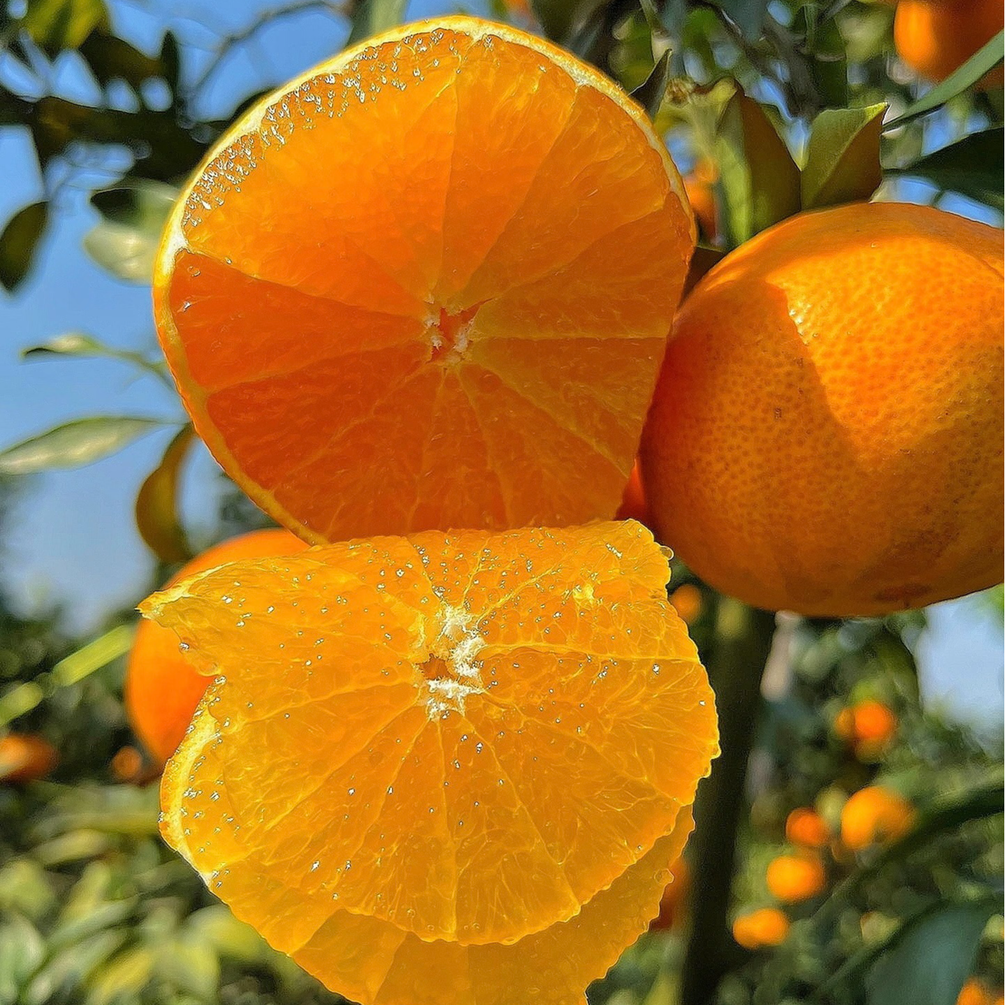 四川眉山爱媛38号果冻橙头茬当季水果现摘现发坏果包赔