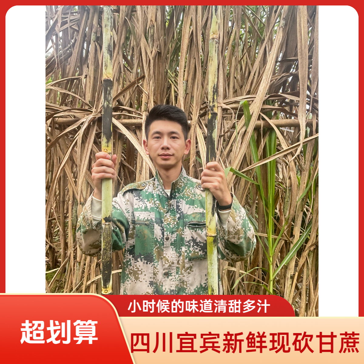 四川宜宾青皮甘蔗老品种水果甘蔗现砍脆甜多汁产地直供