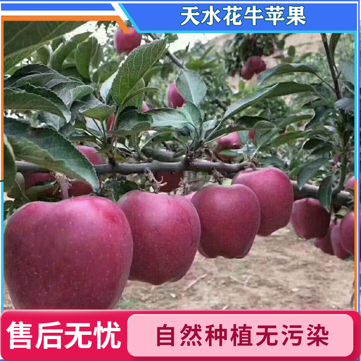 天水花牛苹果新鲜脆甜多汁产地直发当季现摘