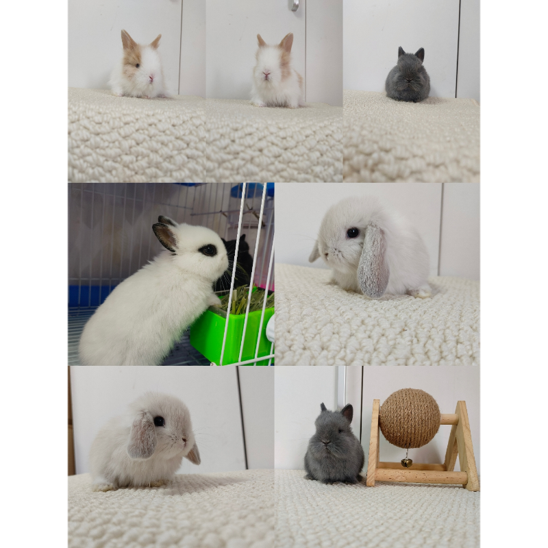 宠物兔猫猫兔短毛垂耳兔侏儒兔美系黄侏儒双血统侏儒北京宠物店