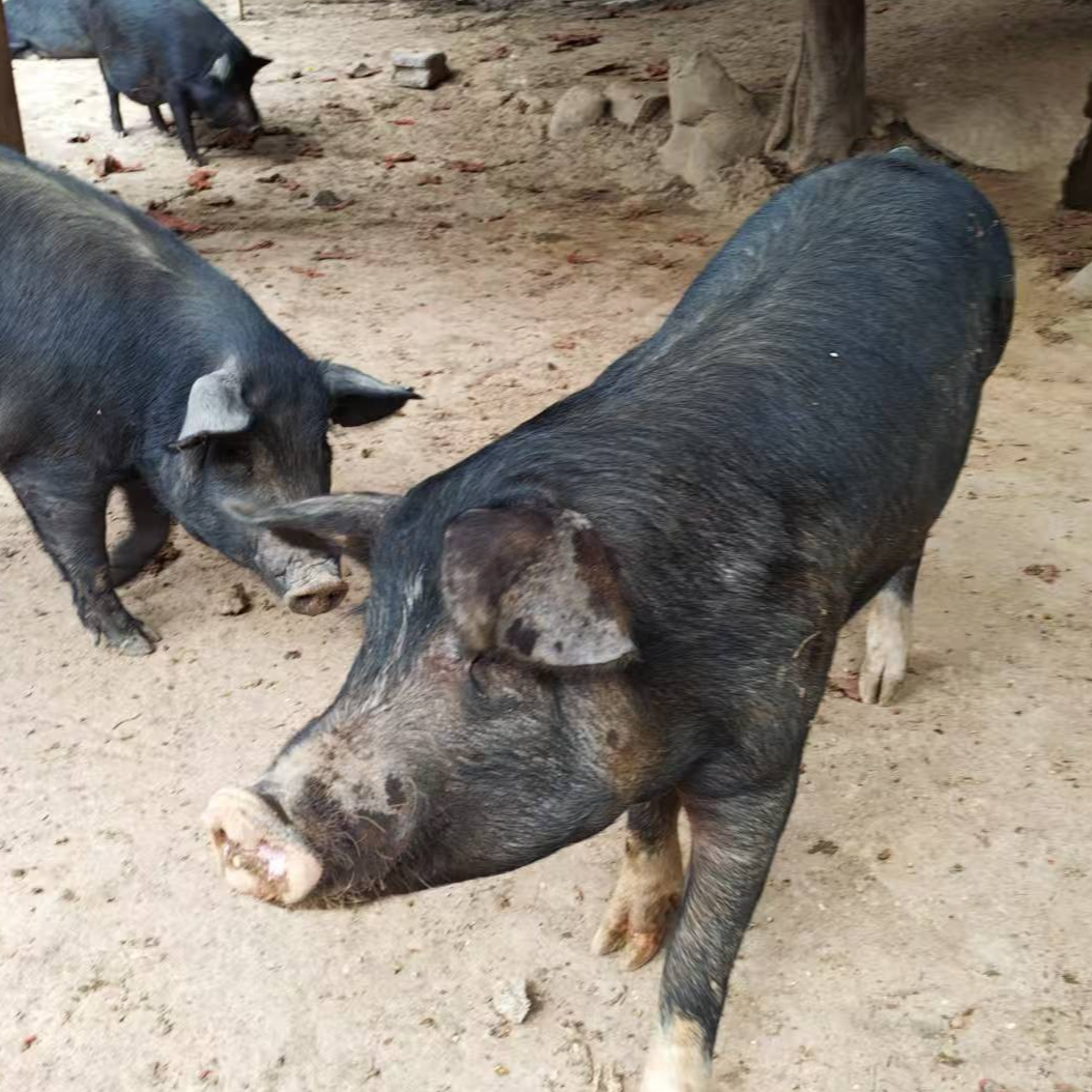 恩施高山土猪（一称一拍）【顺丰包邮】