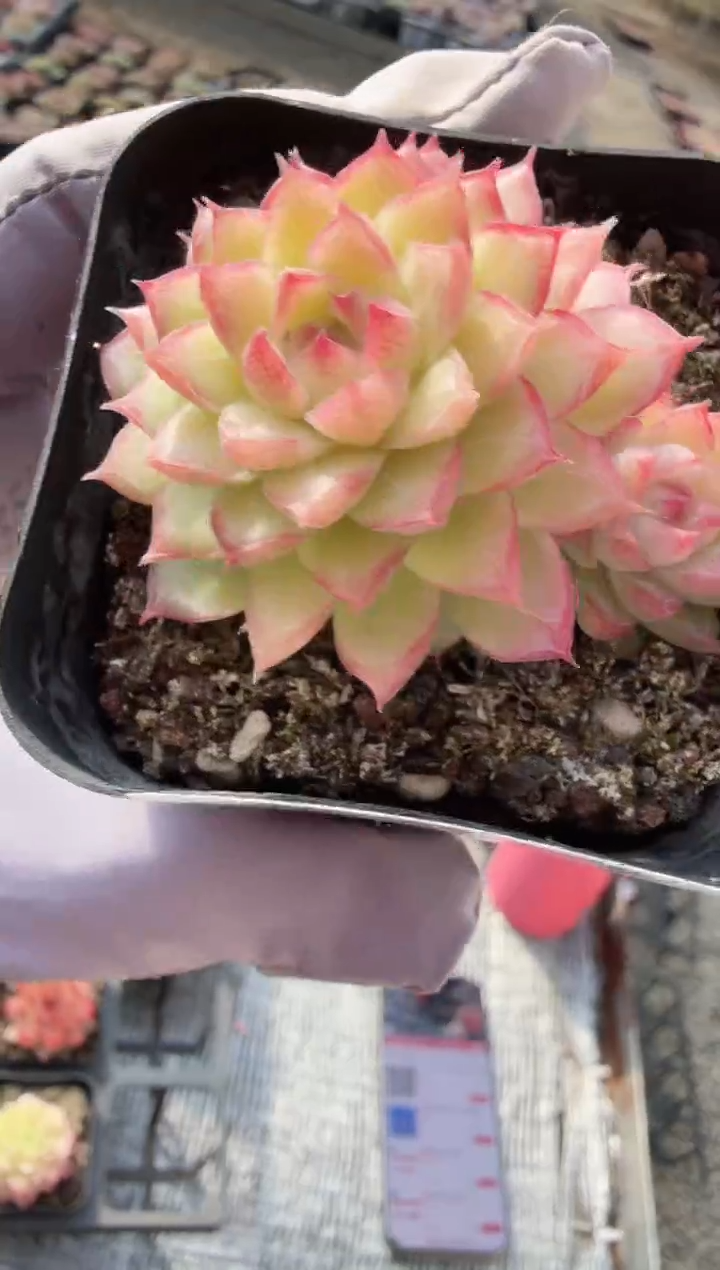 东云多肉园新款-146