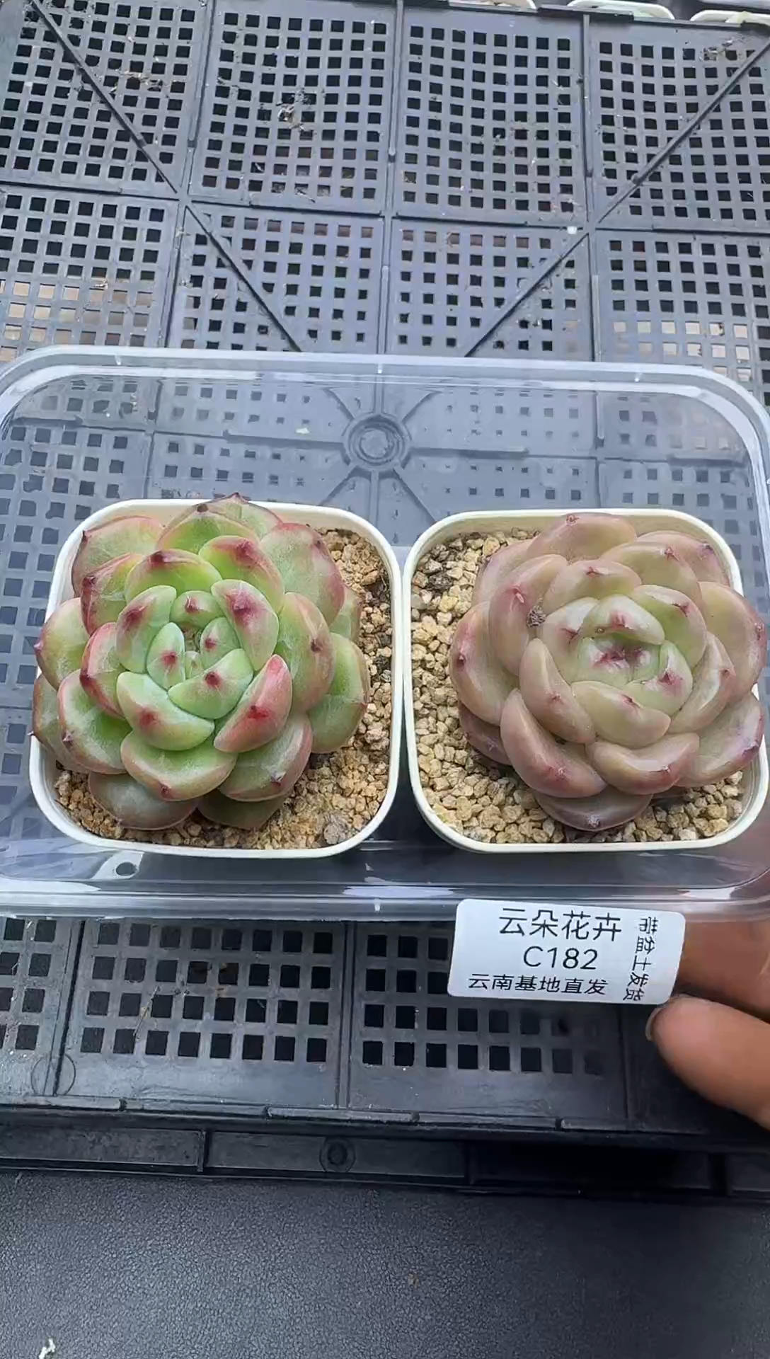 珍妮杂交多肉C182