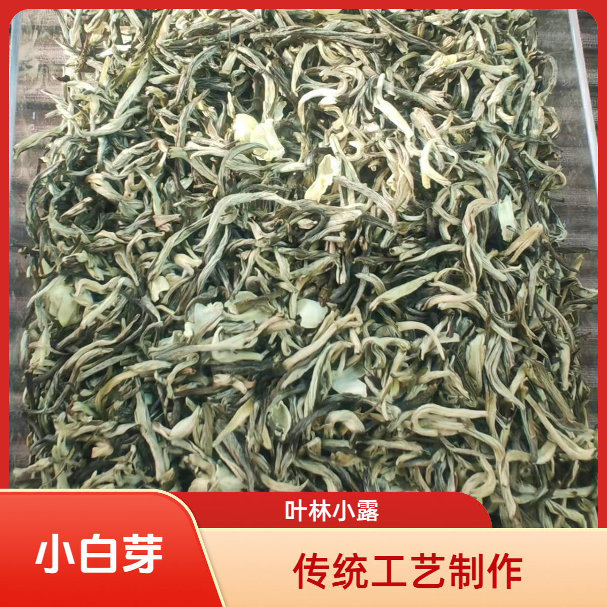 茉莉小白芽满披白毫芽头茶叶新茶爽口横县白茶绿茶高山茉莉花茶