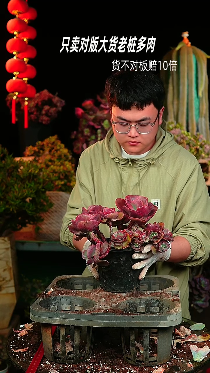 【闪购商品】59号大叶秀妍