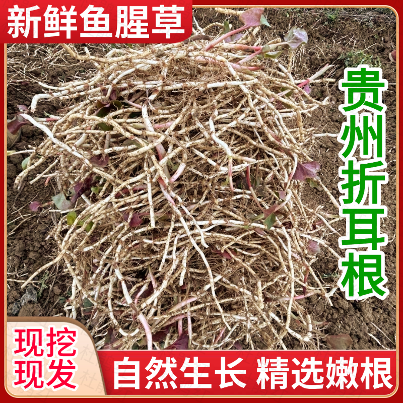 贵州特产折耳根现挖红色鱼腥草鲜嫩凉拌节节根食用农产品