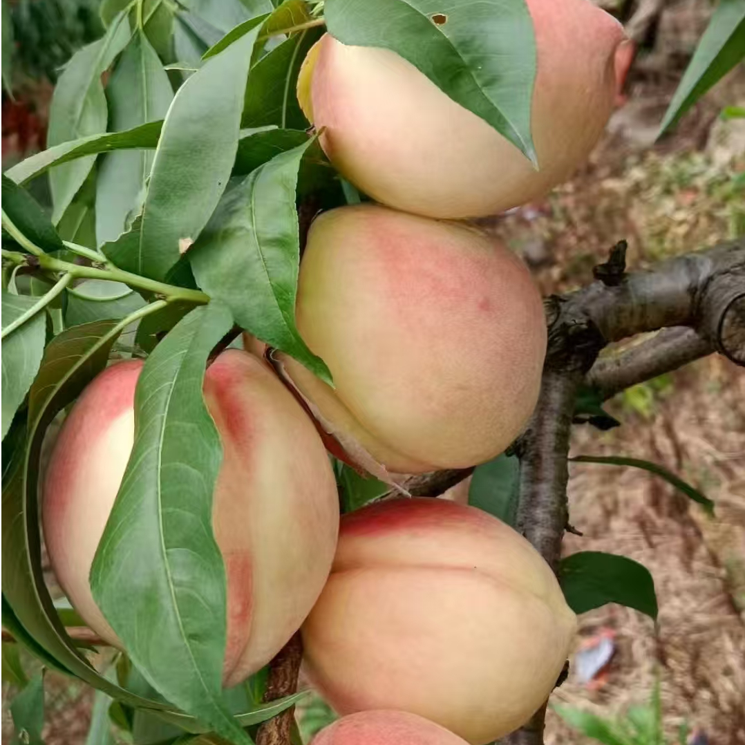 桑植县桥自弯农户自种桃子 现摘现发新鲜时令水果 包邮 