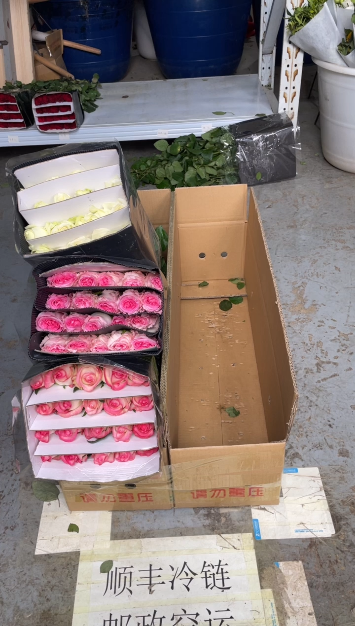 艾沙20枝+洛神20枝+ 白雪山20枝