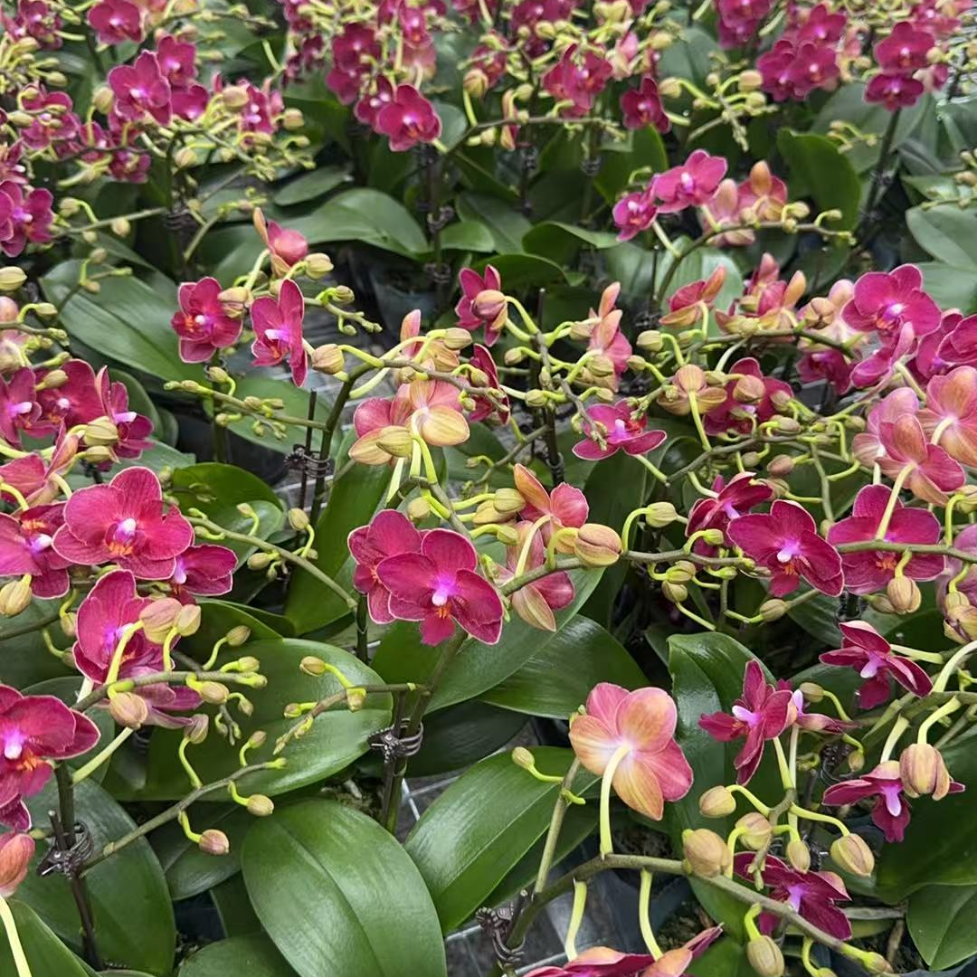 晓郝  蝴蝶兰【甜心公主】花卉盆栽