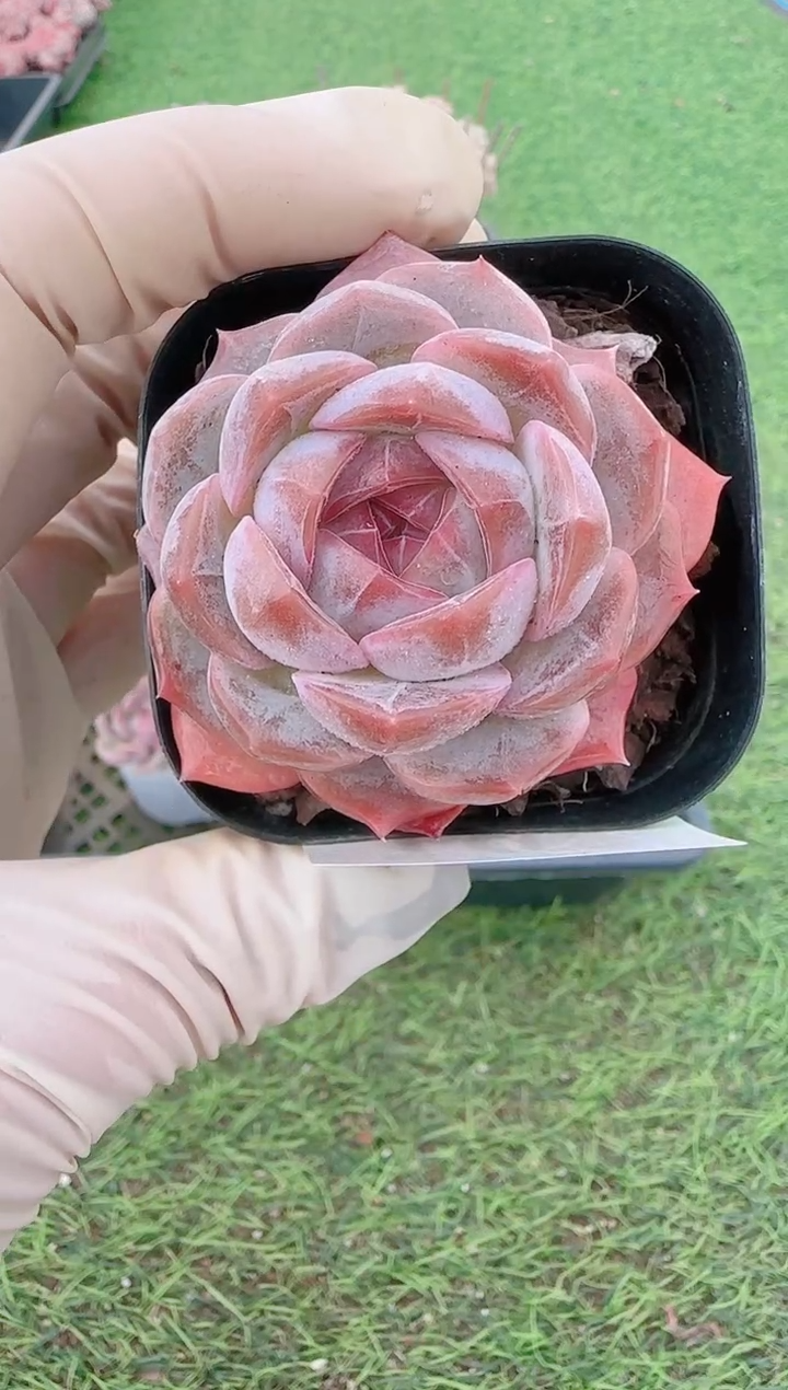 【闪购商品】梦会多肉一物一拍