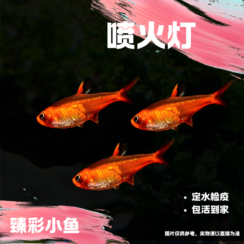 【臻彩小鱼】喷火灯鱼小型观赏鱼热带鱼灯科鱼群游皮实好养耐活