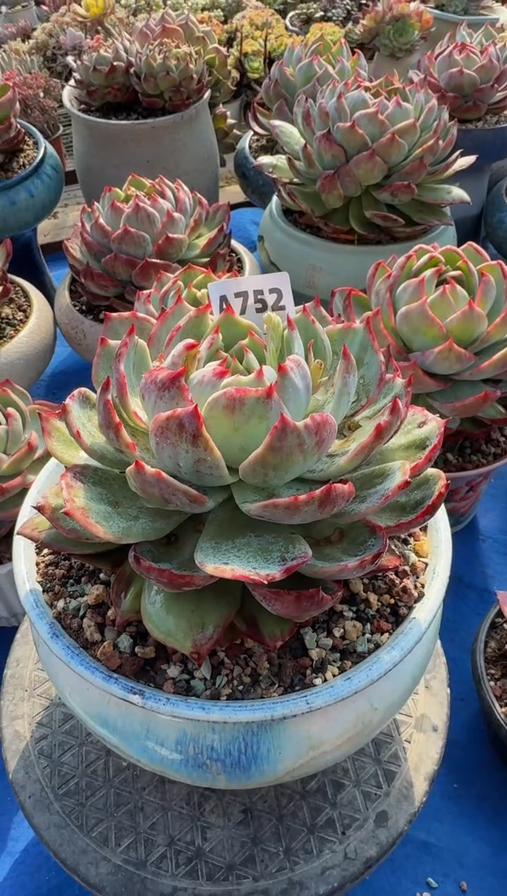 【闪购商品】A752惊鸿仙子（裸根发货）（瑕疵）