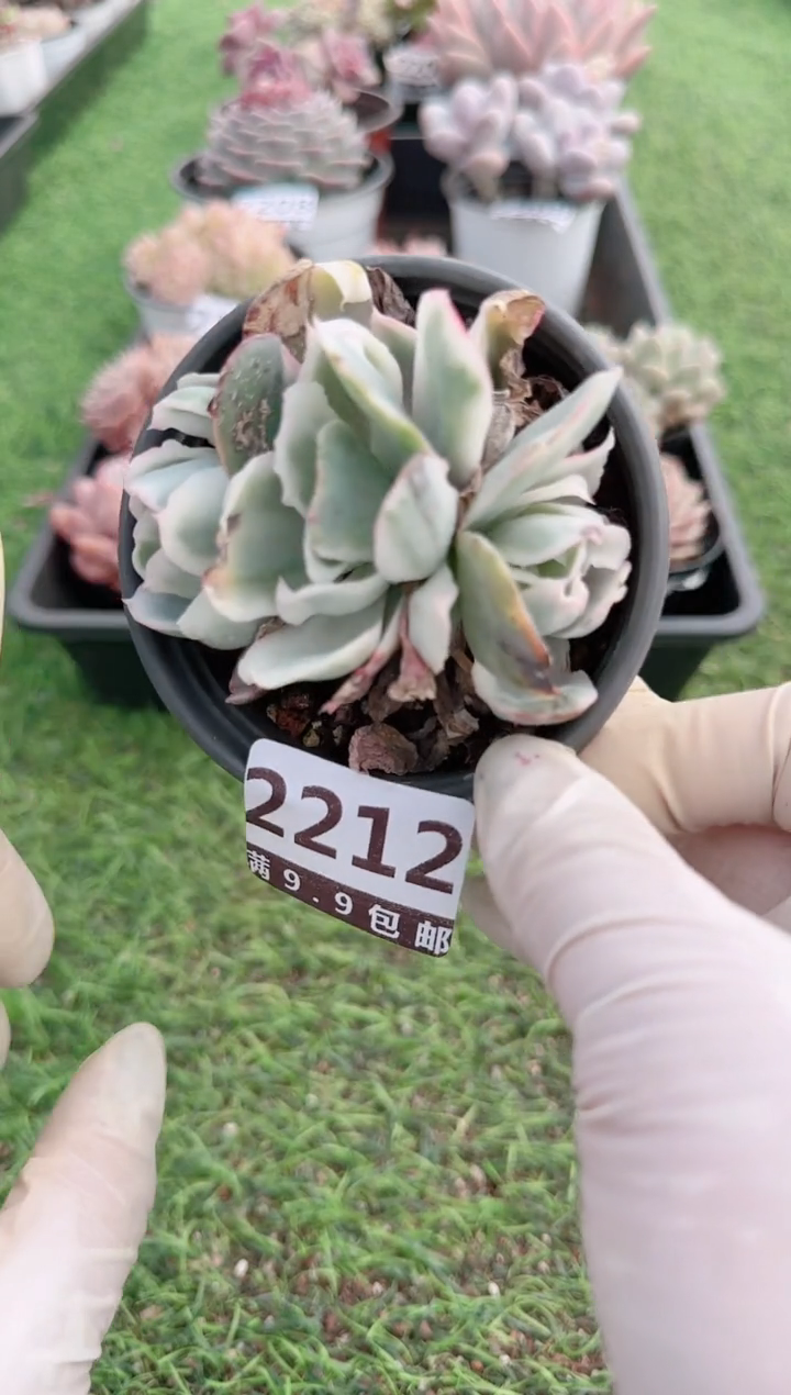 【闪购商品】信服多肉一物一拍