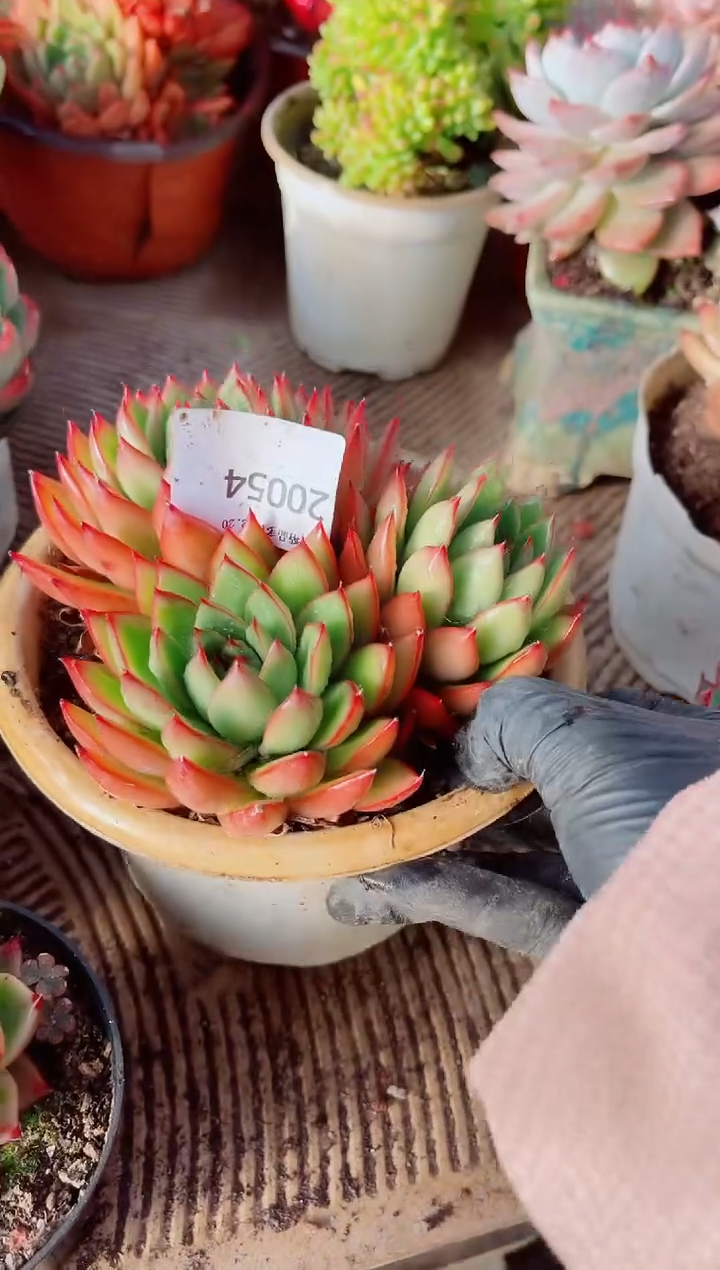 我****^跃跃精品多肉20054