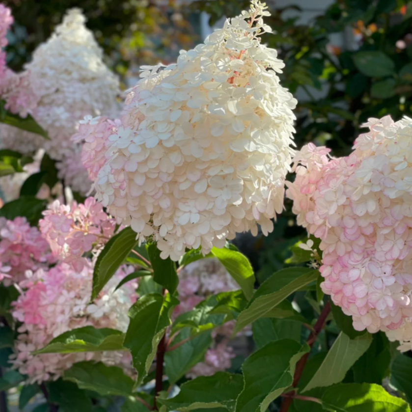【香草草莓】木绣球盆栽庭院阳台植物可地栽会变色四季种植木本